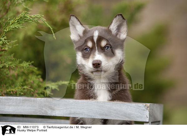 Husky Welpe Portrait / Husky Puppy Portrait / MW-11073