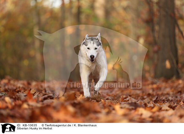 Siberian Husky im Herbst / Siberian Husky in autumn / KB-10635