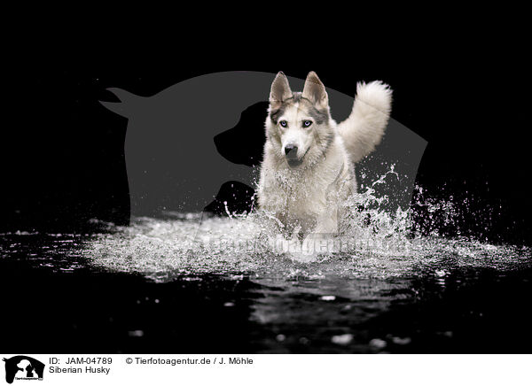 Siberian Husky / JAM-04789
