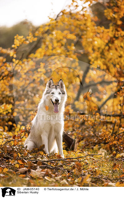 Siberian Husky / JAM-05140