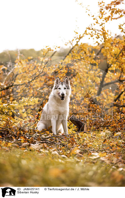 Siberian Husky / Siberian Husky / JAM-05141