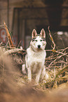 ausgewachsener Siberian Husky