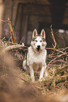 ausgewachsener Siberian Husky