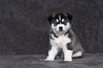 Siberian Husky Welpe