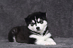 Siberian Husky Welpe