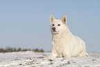 Siberian Husky