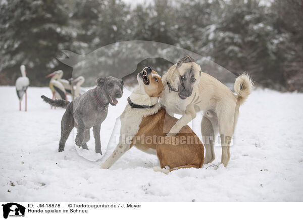 Hunde spielen im Schnee / dogs playing in the snow / JM-18878