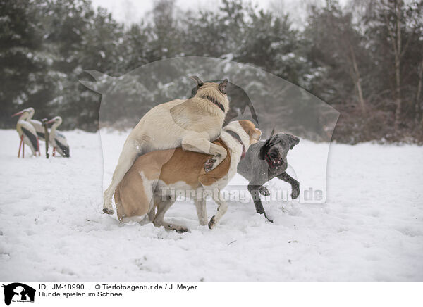 Hunde spielen im Schnee / dogs playing in the snow / JM-18990
