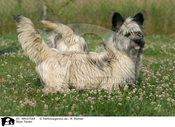 Skye Terrier / RR-07584