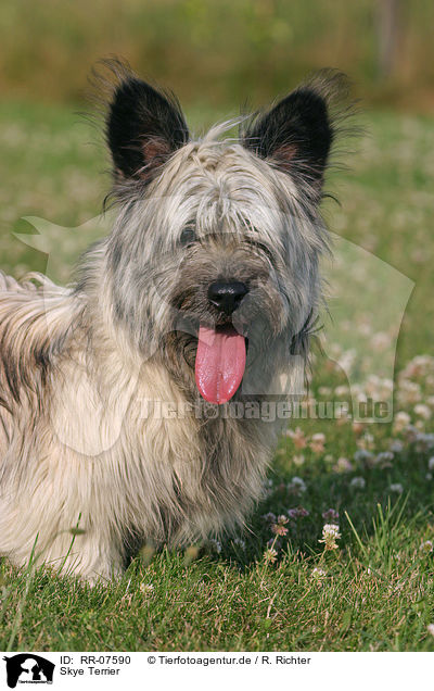 Skye Terrier / RR-07590