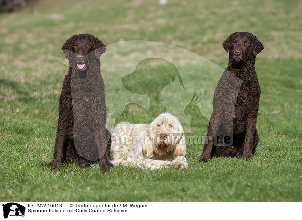 Spinone Italiano mit Curly Coated Retriever / Spinone Italiano with Curly Coated Retriever / MW-16013