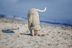 Spinone Italiano Welpe