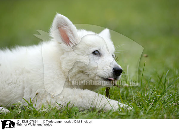 Thrner Wolfshund Welpe / Thrner wolfhound puppy / DMS-07894