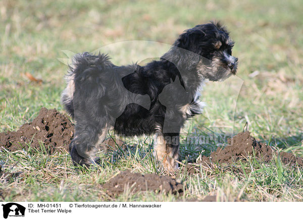 Tibet Terrier Welpe / MH-01451