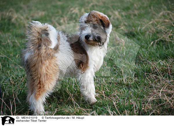 stehender Tibet Terrier / standing tibetan terrier / MEH-01019