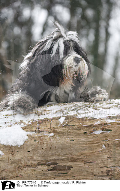 Tibet Terrier im Schnee / Tibetan Terrier in snow / RR-77546