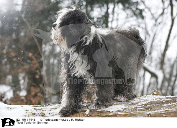 Tibet Terrier im Schnee / Tibetan Terrier in snow / RR-77548