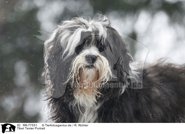 Tibet Terrier Portrait / Tibetan Terrier in snow / RR-77551