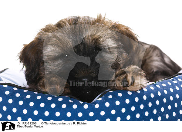 Tibet-Terrier Welpe / RR-91206