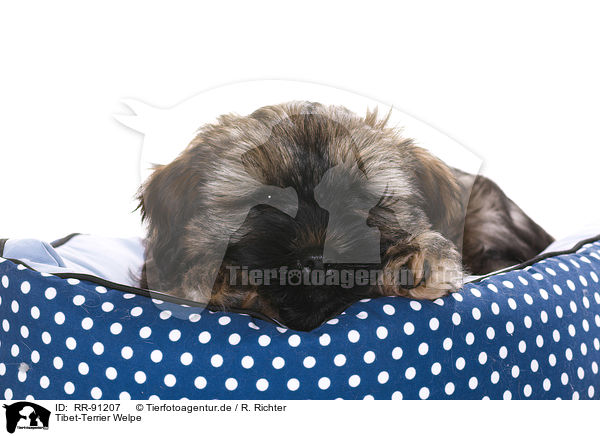 Tibet-Terrier Welpe / RR-91207