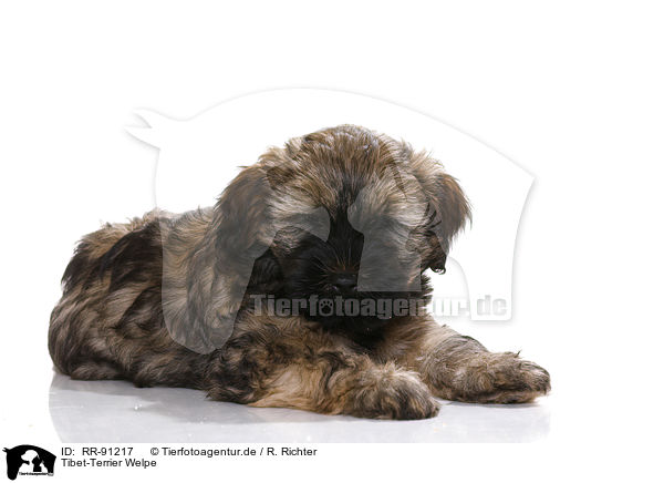 Tibet-Terrier Welpe / RR-91217