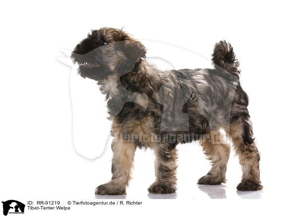 Tibet-Terrier Welpe / RR-91219
