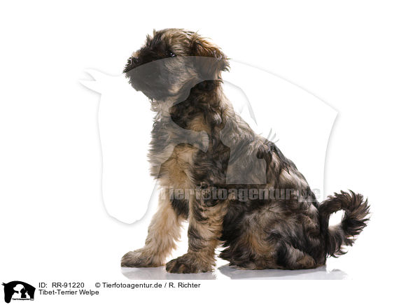 Tibet-Terrier Welpe / RR-91220