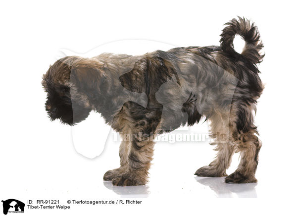 Tibet-Terrier Welpe / RR-91221