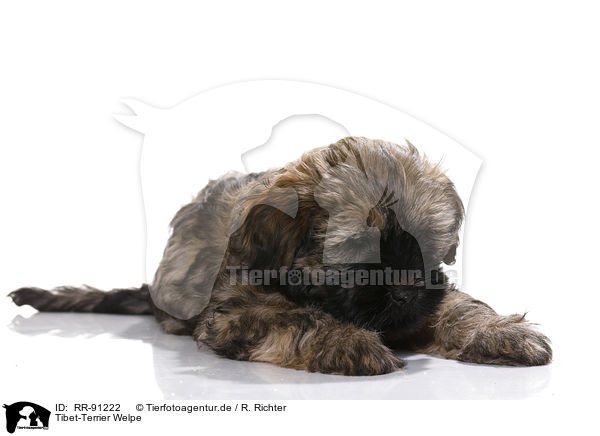 Tibet-Terrier Welpe / RR-91222