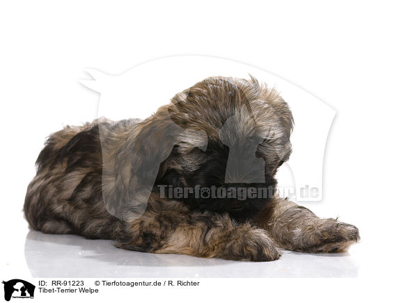 Tibet-Terrier Welpe / RR-91223