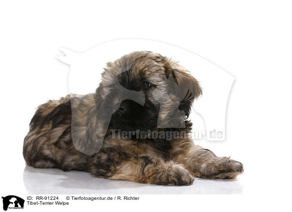 Tibet-Terrier Welpe / RR-91224