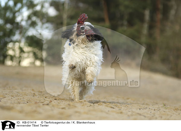 rennender Tibet Terrier / running Tibetan Terrier / KB-01414