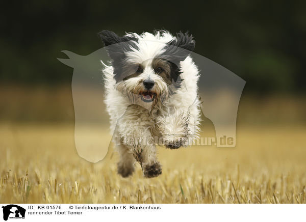rennender Tibet Terrier / running Tibetan Terrier / KB-01576