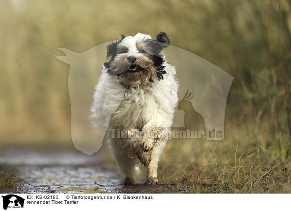 rennender Tibet Terrier / running Tibetan Terrier / KB-02183