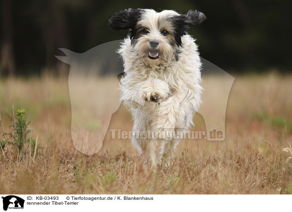 rennender Tibet-Terrier / KB-03493