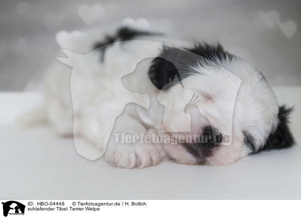 schlafender Tibet Terrier Welpe / HBO-04448