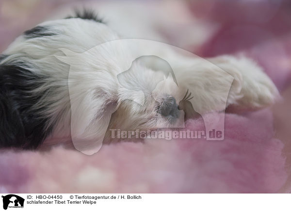 schlafender Tibet Terrier Welpe / HBO-04450