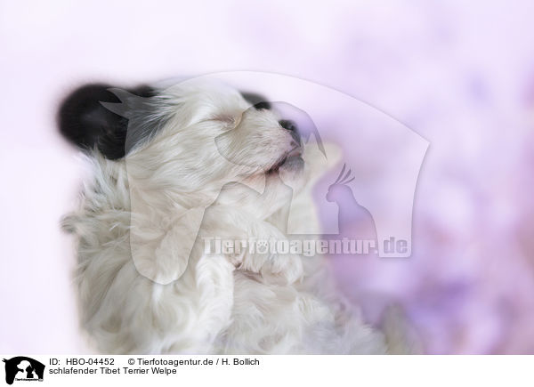schlafender Tibet Terrier Welpe / HBO-04452