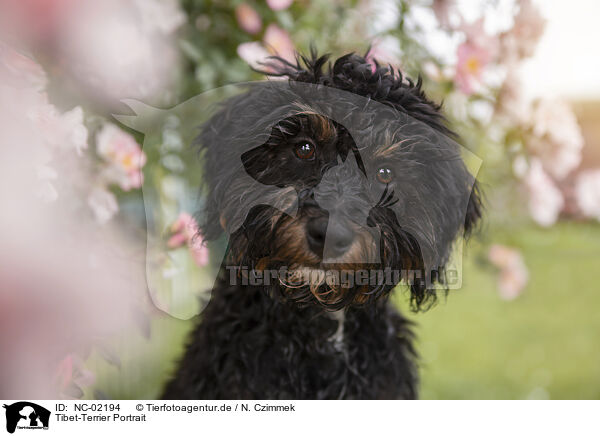 Tibet-Terrier Portrait / NC-02194