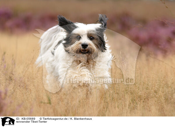 rennender Tibet-Terrier / KB-05689