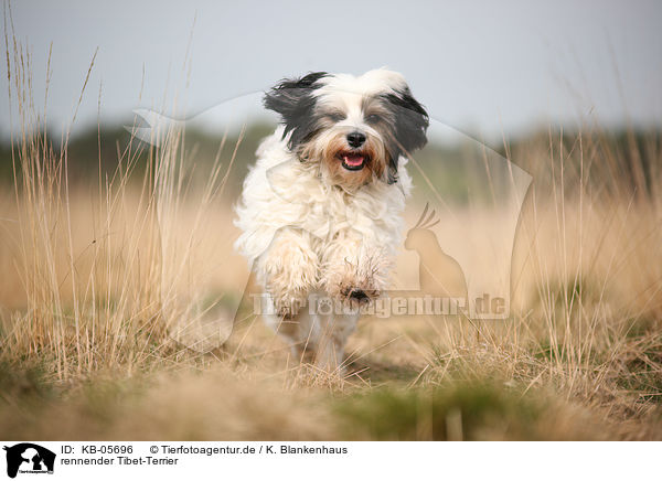 rennender Tibet-Terrier / KB-05696