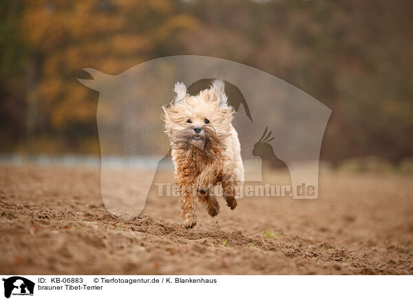brauner Tibet-Terrier / KB-06883