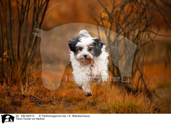 Tibet-Terrier im Herbst / Tibetan Terrier in autumn / KB-06910