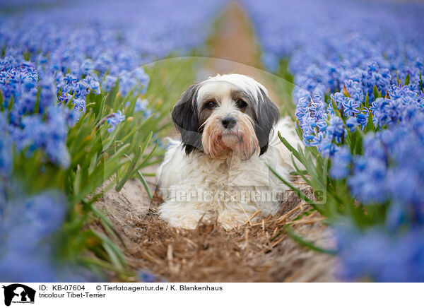 tricolour Tibet-Terrier / KB-07604