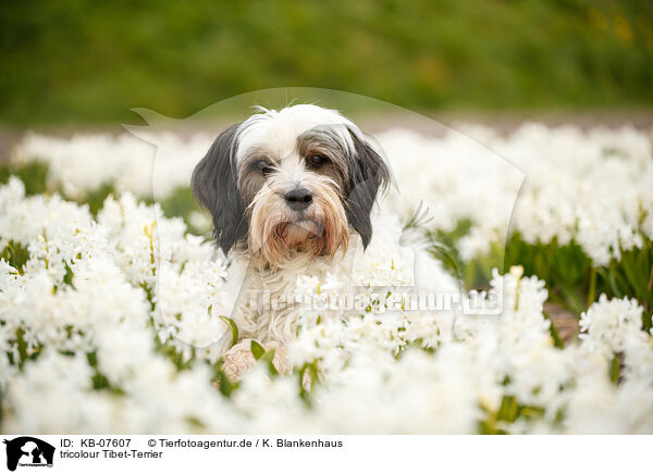 tricolour Tibet-Terrier / KB-07607