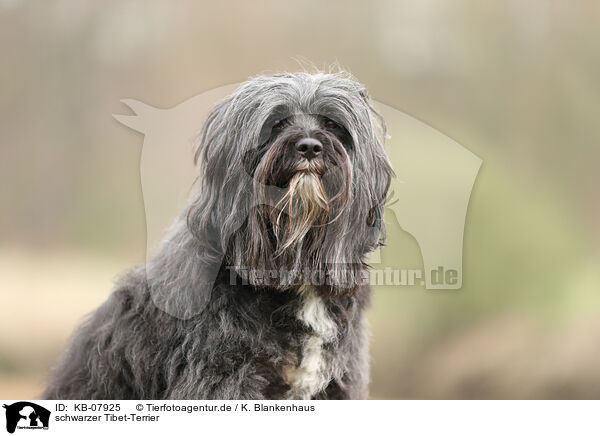 schwarzer Tibet-Terrier / KB-07925