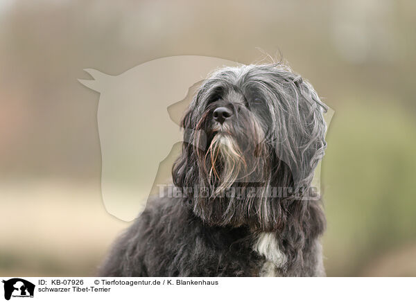 schwarzer Tibet-Terrier / KB-07926