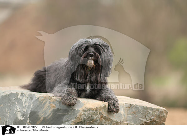 schwarzer Tibet-Terrier / KB-07927