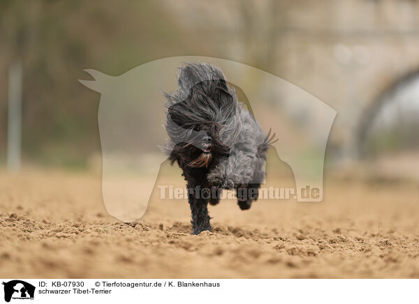 schwarzer Tibet-Terrier / KB-07930