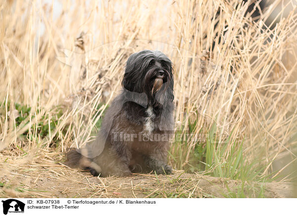 schwarzer Tibet-Terrier / KB-07938